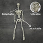 Life Size Posable Halloween Skeleton